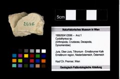 Foto (Objekt + Etikett) von Cyclothyreus sp.  (NHMW-GEO-1990-0041-2696)